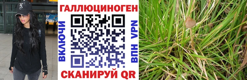 Купить закладки  Дубовка  Галлюциногенные грибы GOLDEN TEACHER 